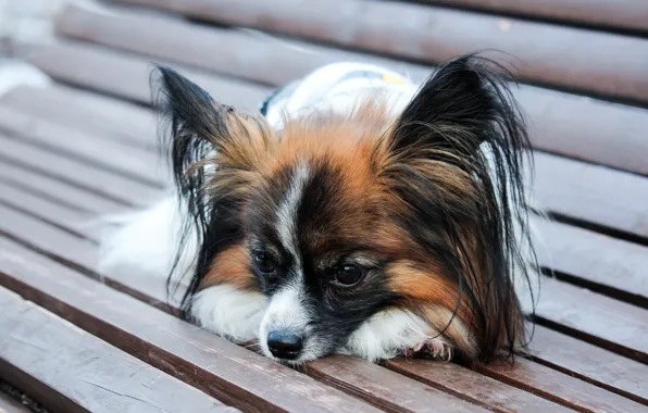Dog, dog, adorable, Papillon