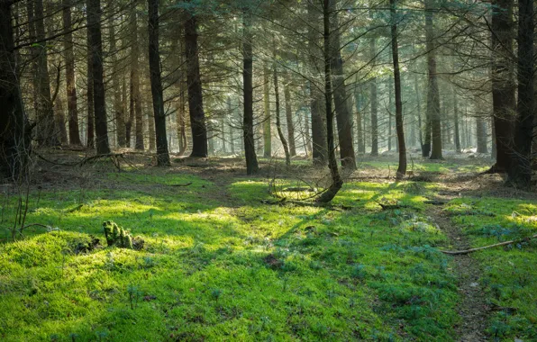 Forest, trees, nature, path