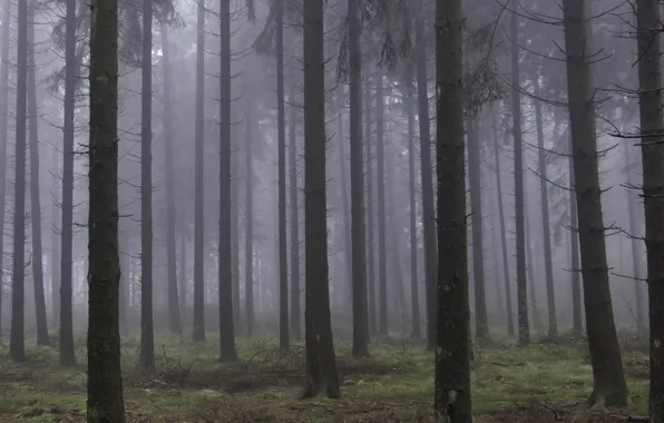 Picture forest, trees, nature, fog, Belgium, Belgium, Cork, Liege