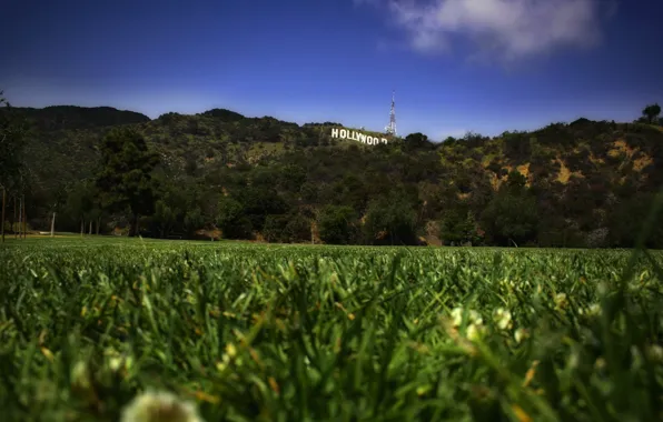 Lawn, Grass, Hollywood, Hollywood