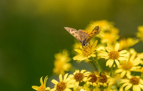 Picture flowers, butterfly, bokeh
