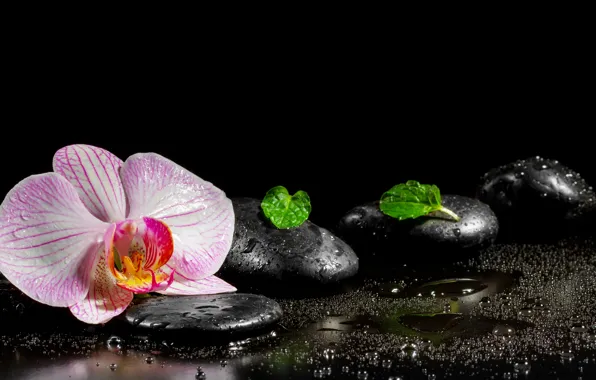 Flower, water, Orchid, leaves, Spa stones