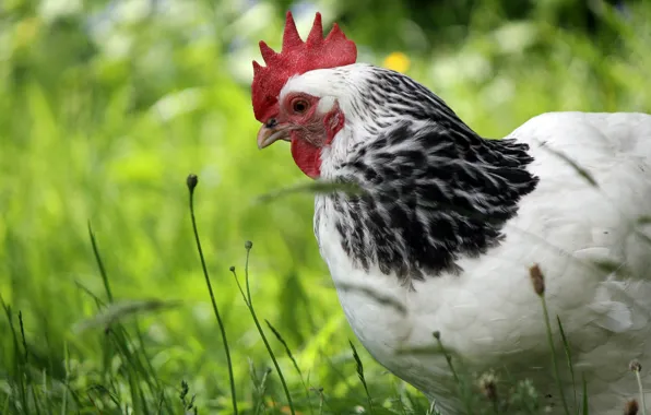 Greens, white, grass, look, nature, bird, portrait, cock