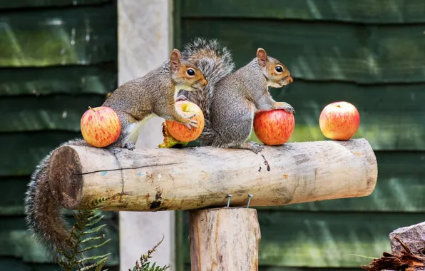 Green, house, background, apples, Board, two, protein, yard