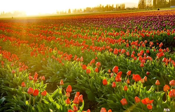 Picture sunset, tulips, Washington, LaConner