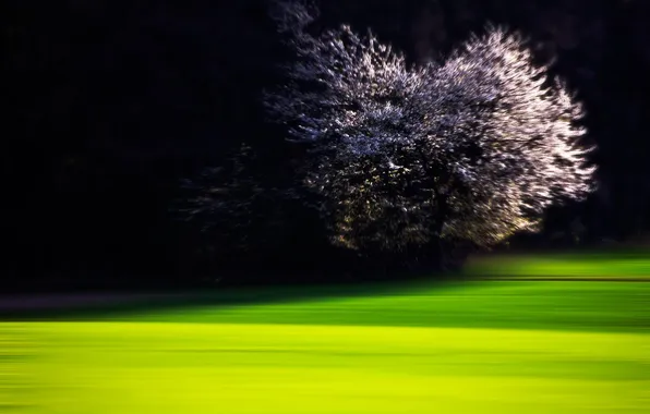 Picture night, tree, lawn