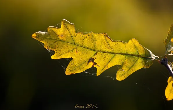 Picture autumn, sheet, web, oak