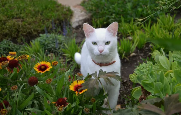 Picture white, grass, cat, flowers