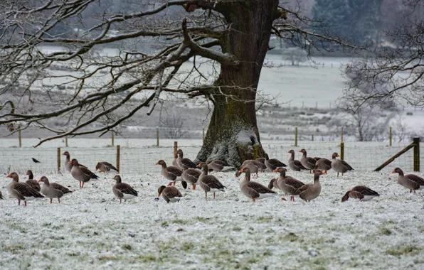 Winter, field, snow, birds, branches, tree, the fence, pack