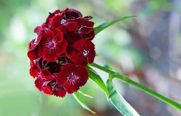 Macro, petals, inflorescence, Chinese carnation