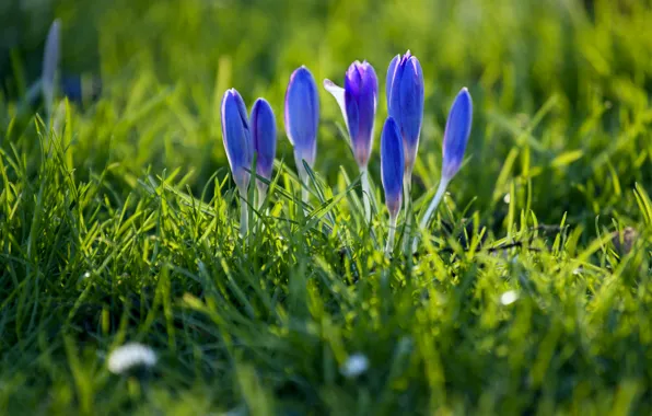 Picture grass, macro, focus, spring, petals, blur, buds, blue