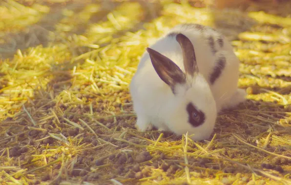 Rabbit, baby, saloma