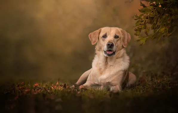 Look, dog, bokeh, Labrador Retriever