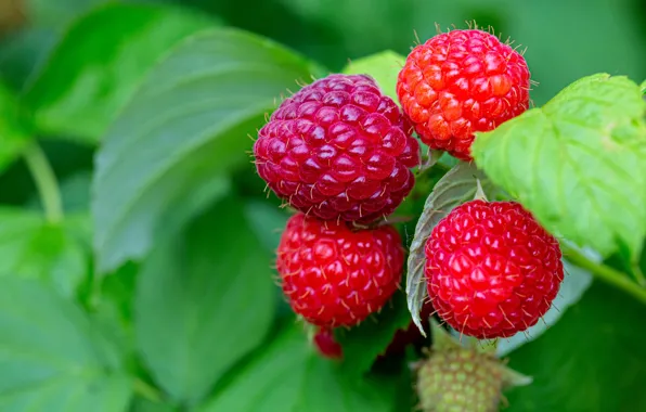 Picture greens, summer, leaves, macro, nature, berries, raspberry, background