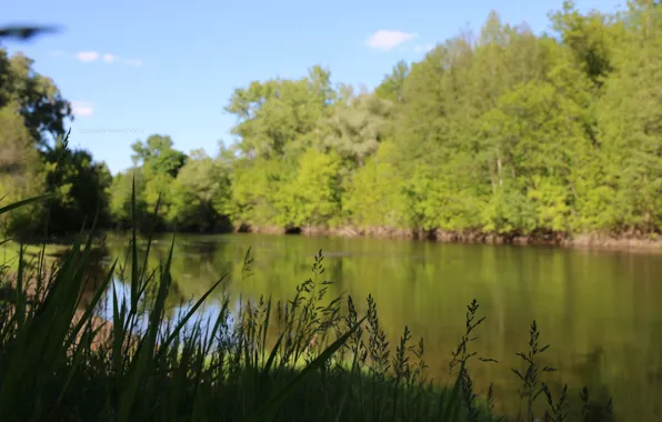 Greens, the sky, water, macro, river, green, widescreen, wallpaper