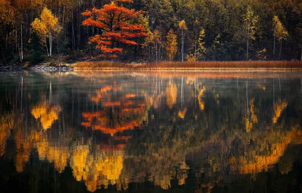 Forest, water, reflection, trees, nature, lake, river