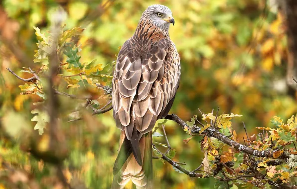 Picture bird, predator, branch, oak