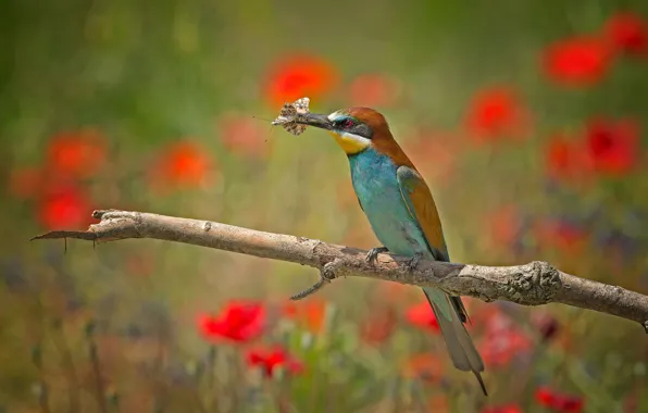 Picture field, flowers, branches, bird, butterfly, Maki, Golden bee-eater, schurka