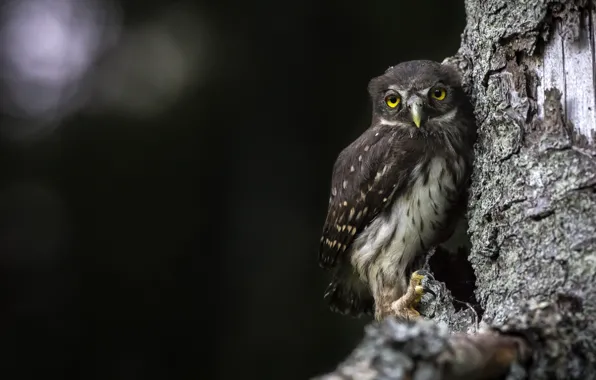 The dark background, tree, owl, bird, bark, owl