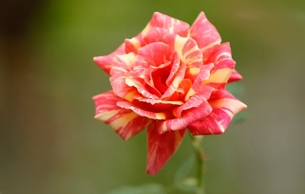 Picture close-up, background, rose, petals, Bud, motley