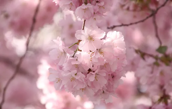 Macro, cherry, branch, Sakura, flowering, flowers, bokeh
