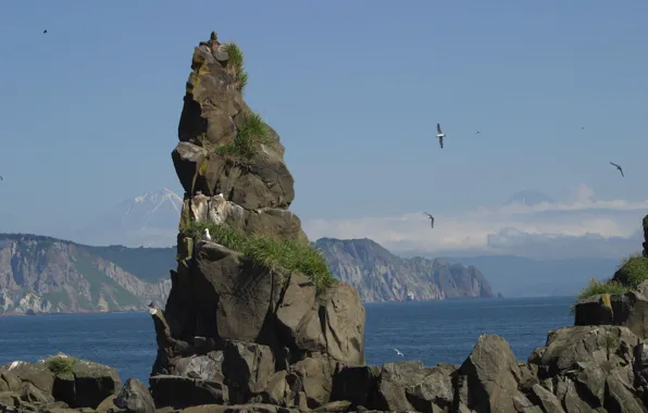 Sea, rock, photo, seagulls, Kamchatka