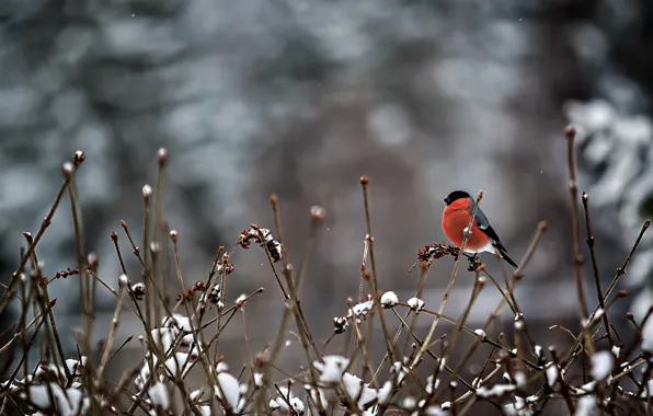 Picture snow, branches, bird, bullfinch