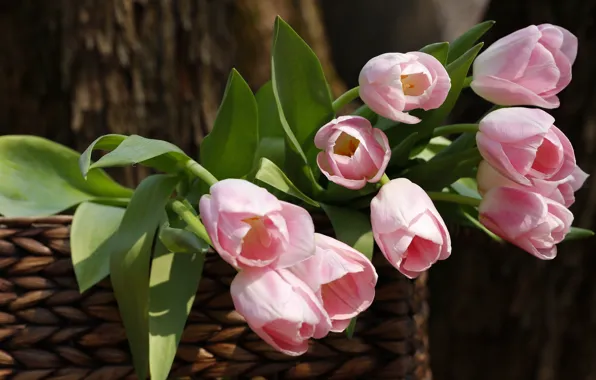 Picture light, trees, flowers, the dark background, basket, bouquet, spring, tulips