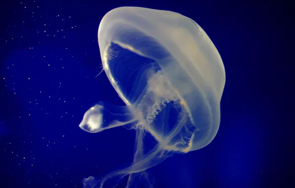 Picture Medusa, transparent, Jelly