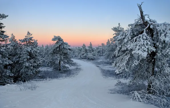 Picture winter, frost, road, forest, snow, landscape, sunset, branches