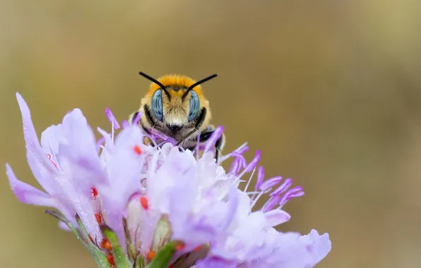 Flower, bee, portrait, insect