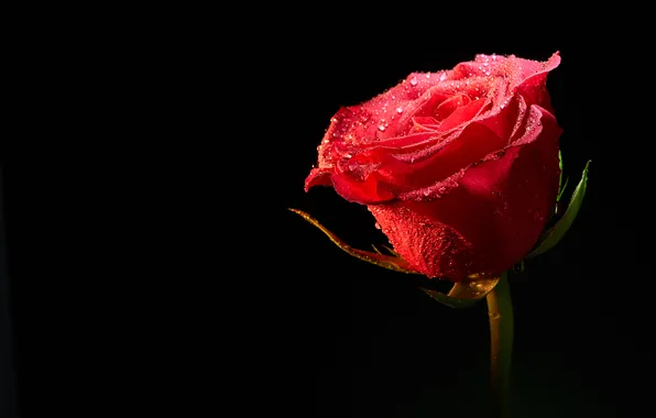 Flower, background, rose