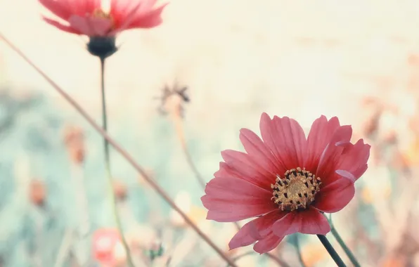 Flowers, petals, pink