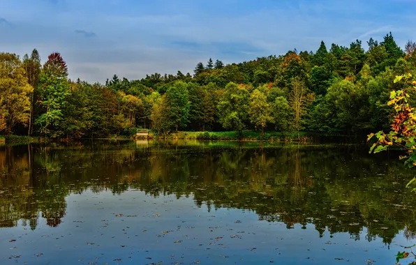 Forest, water, trees, reflection, river, shore, Germany, Bayern