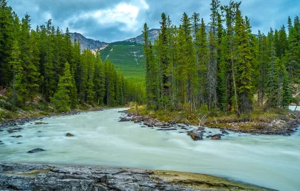 Forest, the sky, trees, mountains, nature, river, stones, stream
