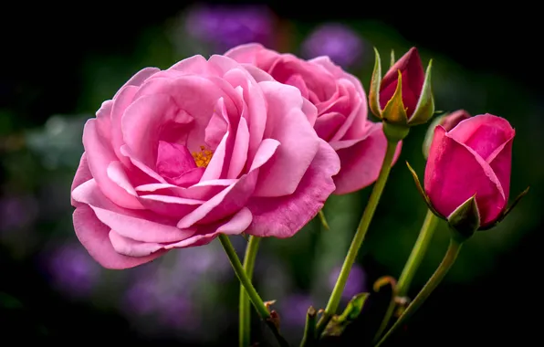 Rose, petals, buds