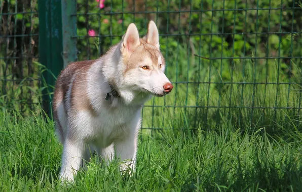 Nature, dog, husky