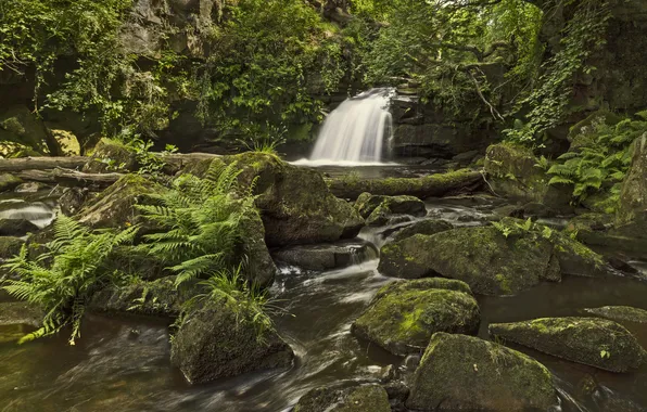Forest, river, stones, England, waterfall, fern, England, Thomason Foss Waterfall