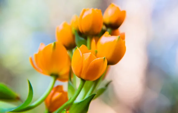 Picture flowers, petals, orange