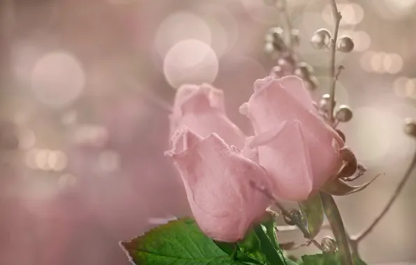 Flowers, background, roses