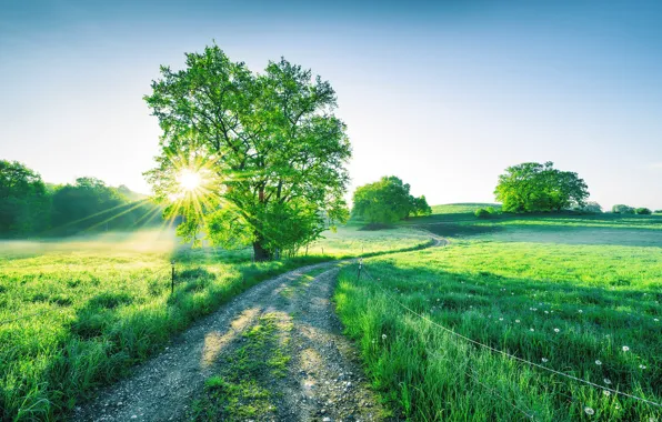 Picture road, morning, meadow