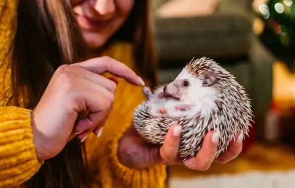 Look, girl, hands, muzzle, hedgehog, fingers, hedgehog, pet