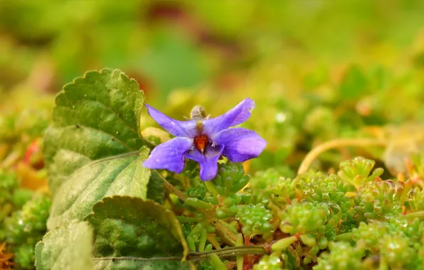 Picture Drops, Flower, Bokeh, Bokeh, Drops, Purple flower, Purple flower