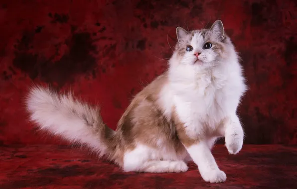 Cat, cat, look, pose, sweetheart, legs, muzzle, tail