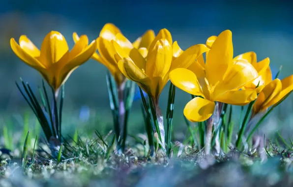 Flowers, yellow, crocuses