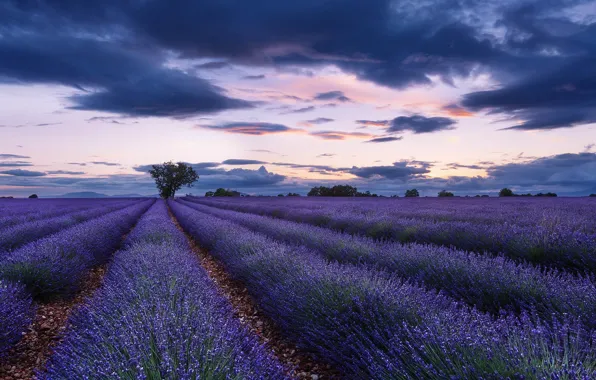 Field, Tree, Morning, Lavender, The ranks