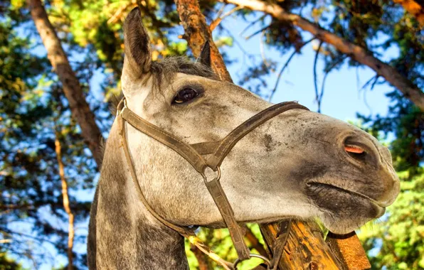 Trees, Horse, head