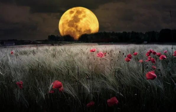 Field, flowers, nature, the moon, yaki