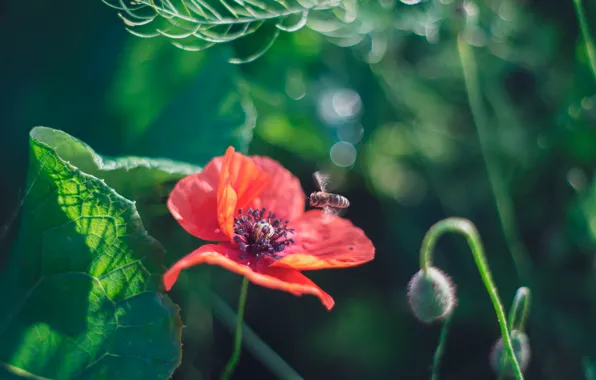 Macro, bee, Mac