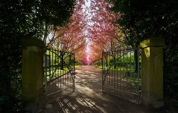 Park, spring, gate, alley